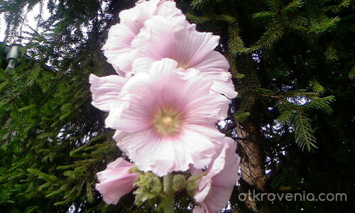 Розовко цветенце