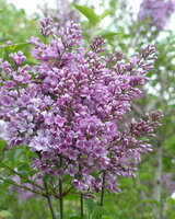 MARLEN (Марго Марлен)