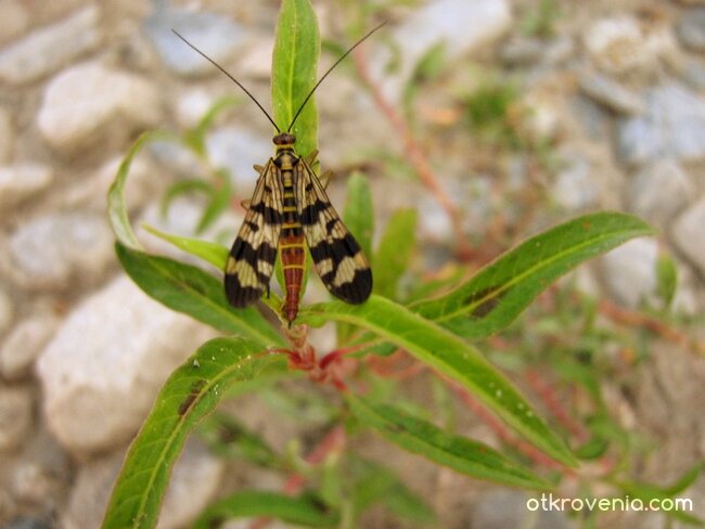 Зеброкрилка