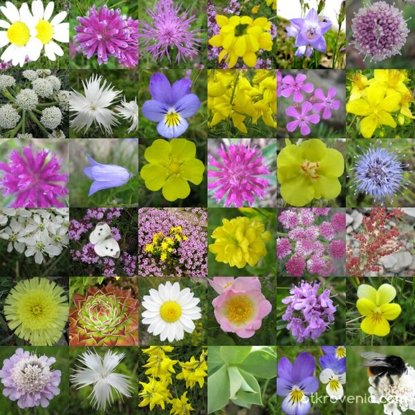 На дамите в сайта... :)