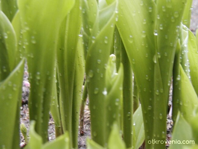 Момина...сълза