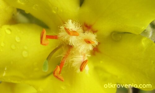 Под хижа Незабравка - цвят лопен... macro