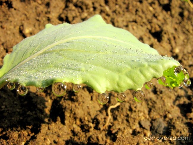С изгрева в края на Юли... зелево листенце с огърлица от отражения  :)