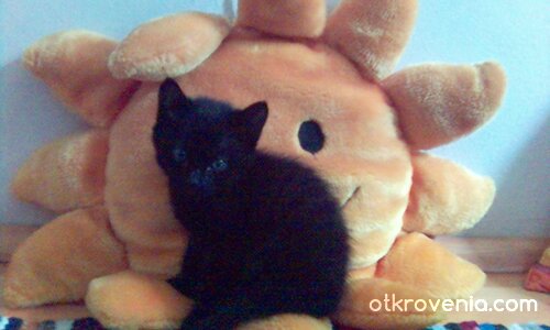 църна маца....жълто слънце