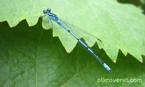 "Находка" в лозето