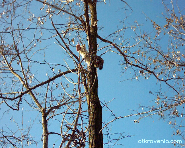 Котето от разказа "Измръзнало коте"