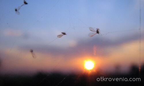 Животът на Еднодневката преключи със залеза...