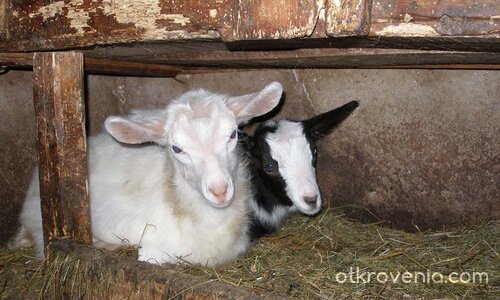 ах, колко са сладки...днес..