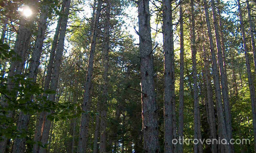 някъде из Велинград /пеизажи, колекция от елитни черборови насъждения/