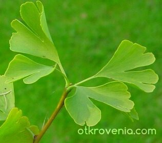 малко по различно листо