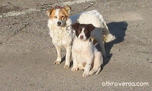 Братчетата :(