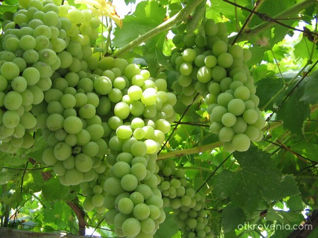 Нужда от слънчеви целувки