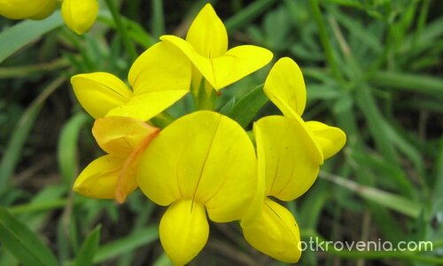 ...нежност в жълто...