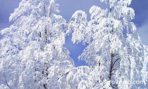 Снежни клони