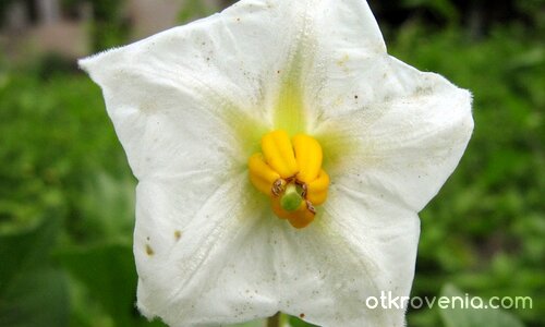 благоуханниче :)