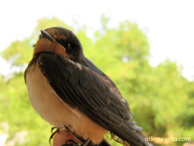 Ще летиш отново... мило!