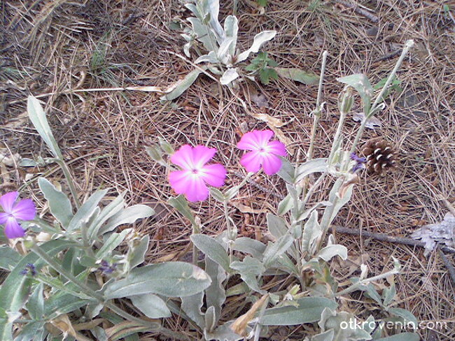 Лилавки сладурчета