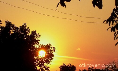 През клоните на дървото