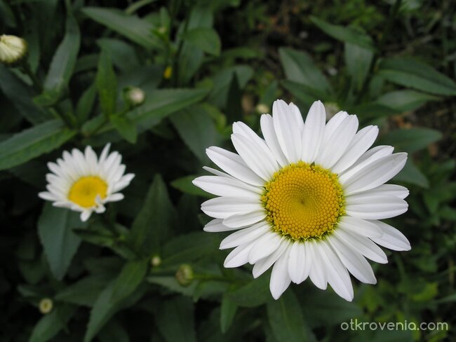 маргаритка_бяла