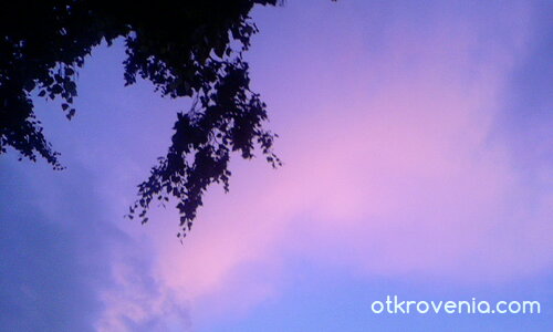 Розово небе и клонки