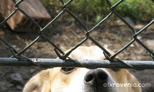 Най-вярната стража