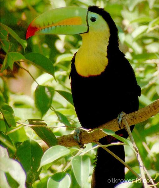 тукан