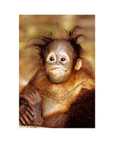 Any (Ани Мирчева)