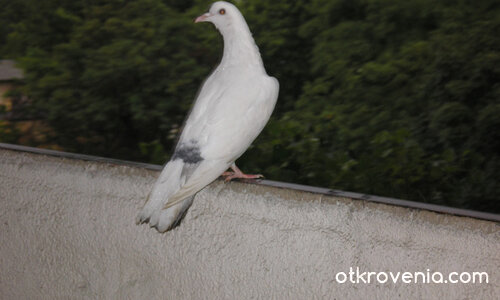 Я кажи ми гълъбче ле бяло