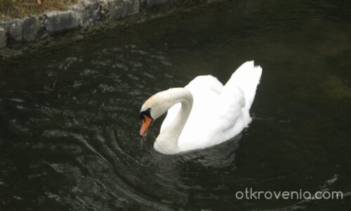 Грациозно =}