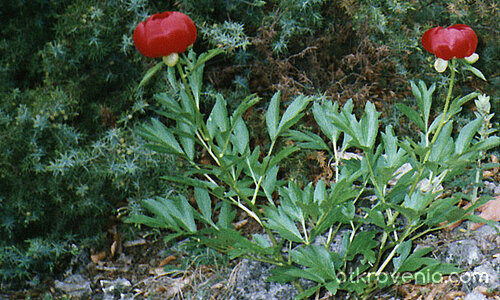 Диви божури