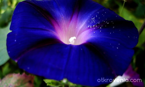 Като моята душа!