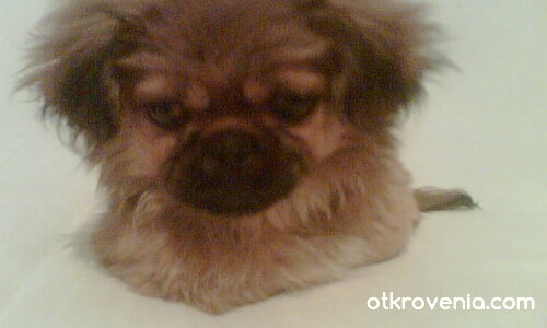 Колко съм мързеливо...