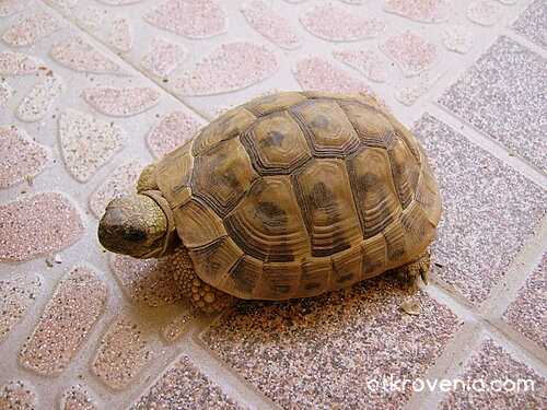 Бавно, но сигурно!