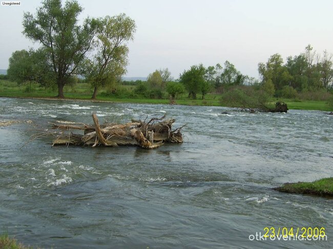 Самотно паднало дърво...