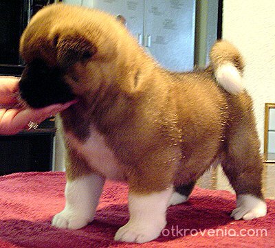 Сладурче :)))