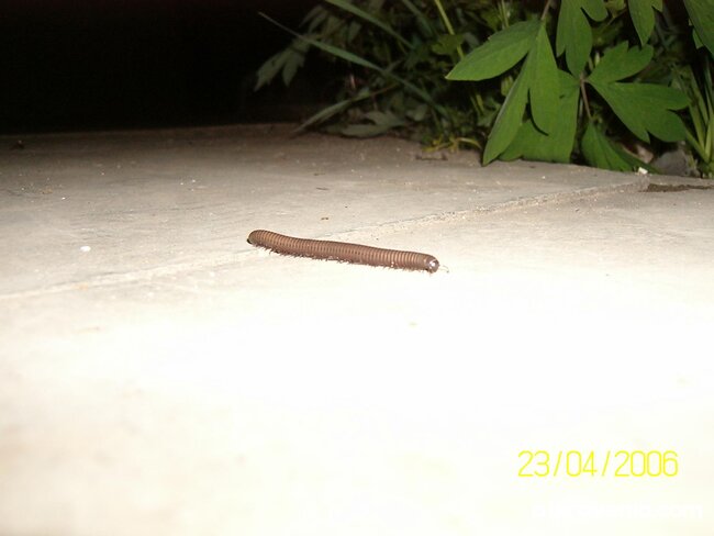 Нощен беглец