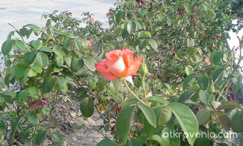 Аз съм роза със бодли-пипнеш ли я-ще боли!