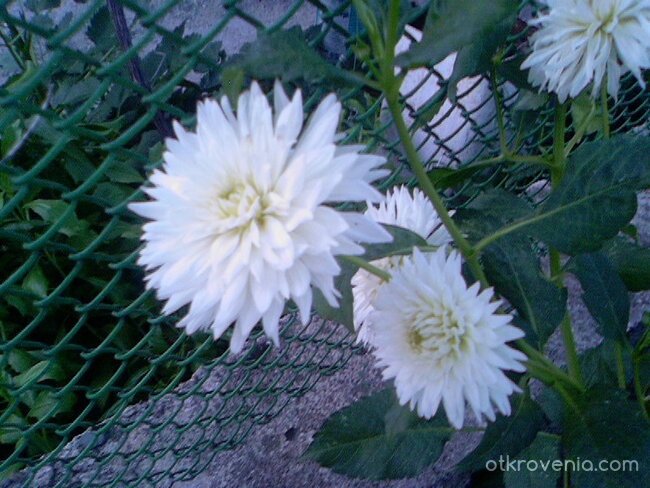 Бяла страст