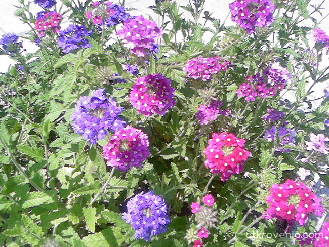 Шаренки цветенца