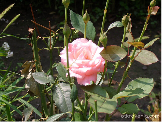 Просто една роза