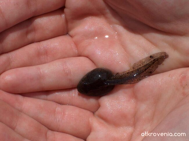 Зараждане живота на Марс