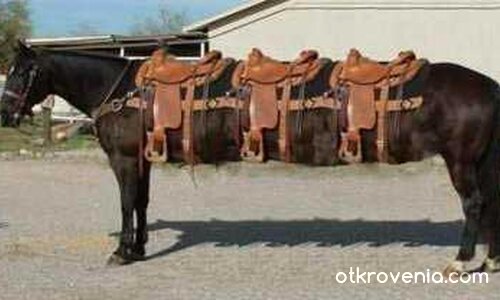 Българският народ и тройната коалиция...