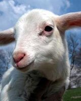 Semplicita (Милица)