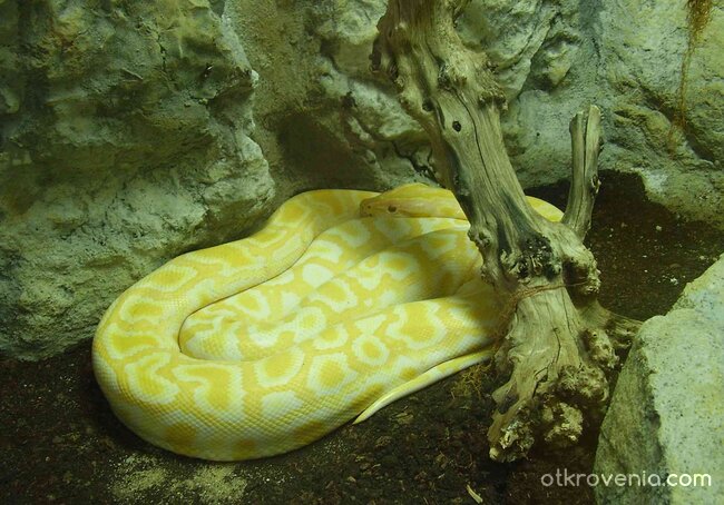 Жълта красавица