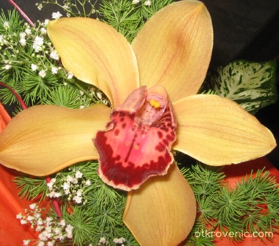 Дива орхидея