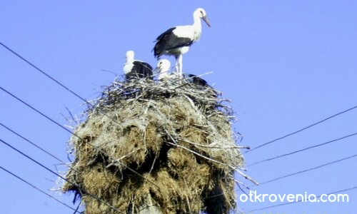 В очакване на първия полет
