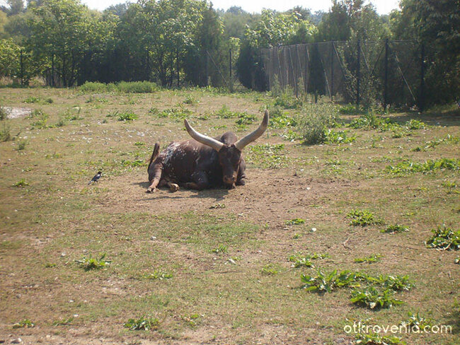 На това му викам рога!