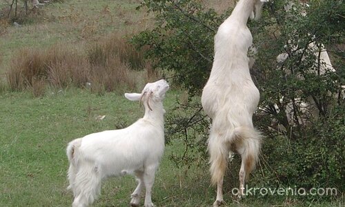 И малкото козле иска ...