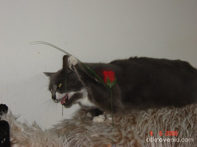 Наточила е зъбките ... 