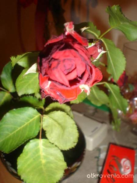 Изсъхналата Розичка